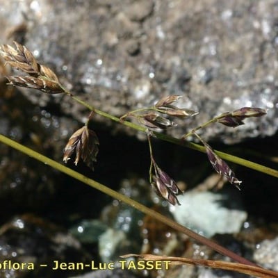 Poa supina — flower