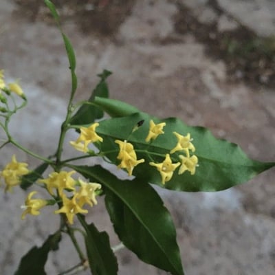 Chiococca alba — flower