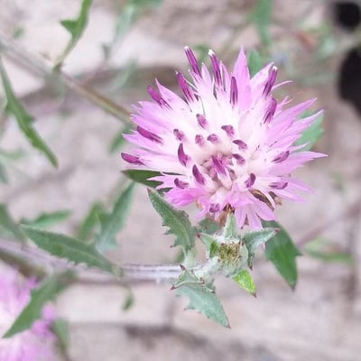 Centaurea aspera — flower