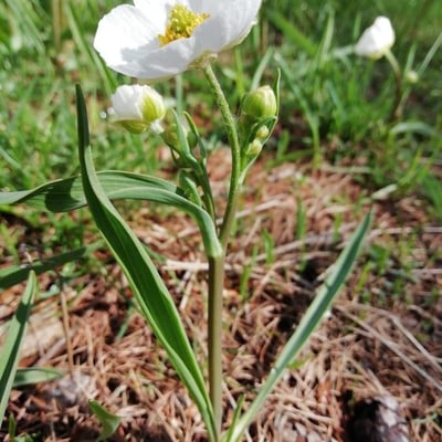 Ranunculus kuepferi — flower