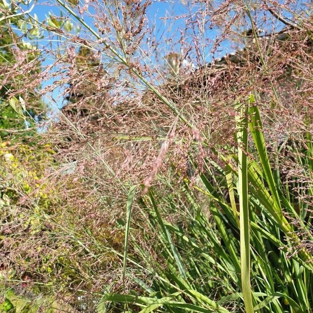 Panicum virgatum — flower