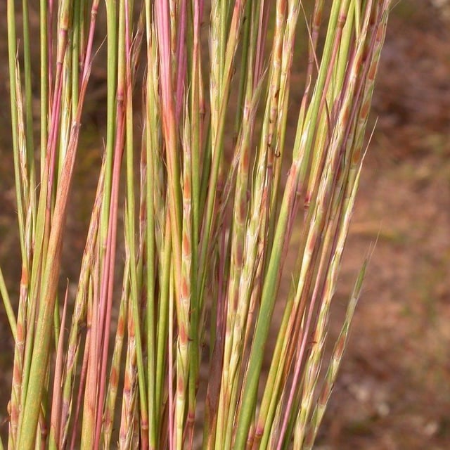 Schizachyrium scoparium — flower