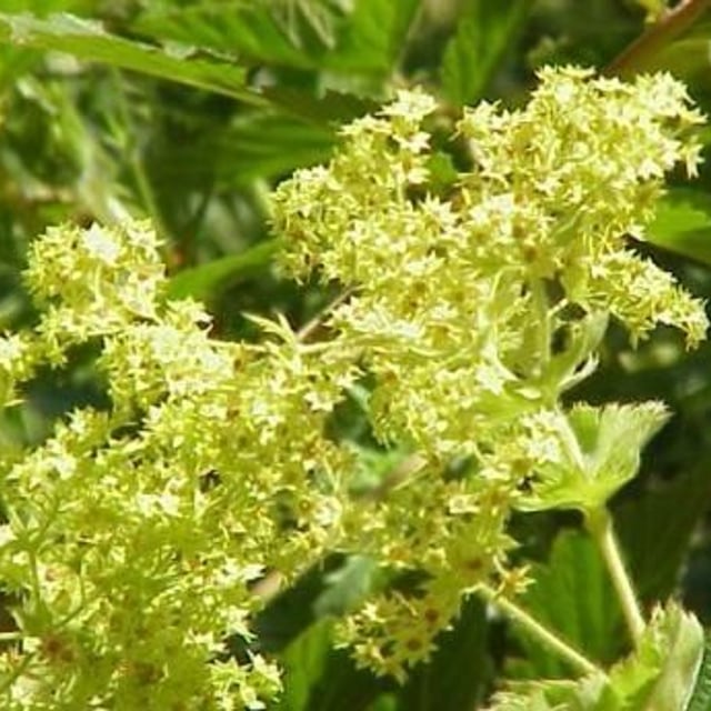 Alchemilla alpigena — flower