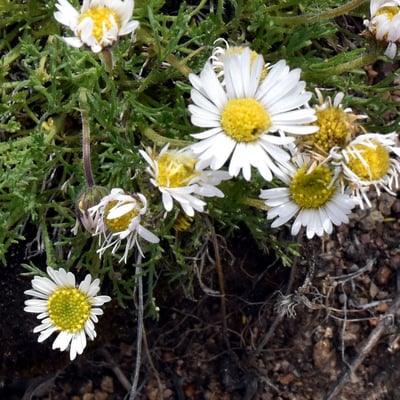 Erigeron compositus — flower