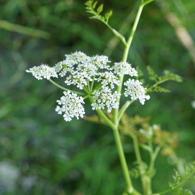 Oenanthe fistulosa — flower