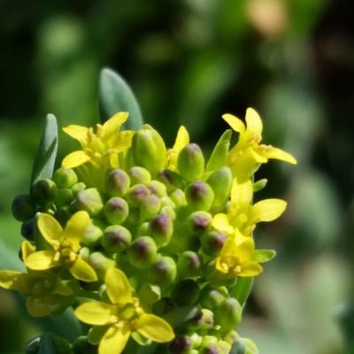 Myagrum perfoliatum — flower