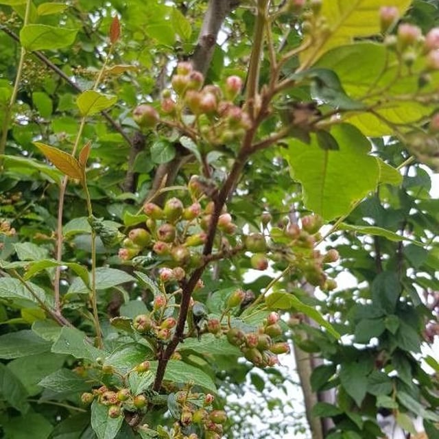 Cotoneaster bullatus — flower