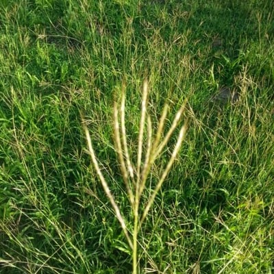 Digitaria eriantha — flower