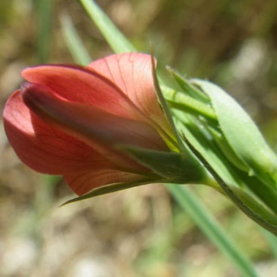 Lathyrus setifolius — flower