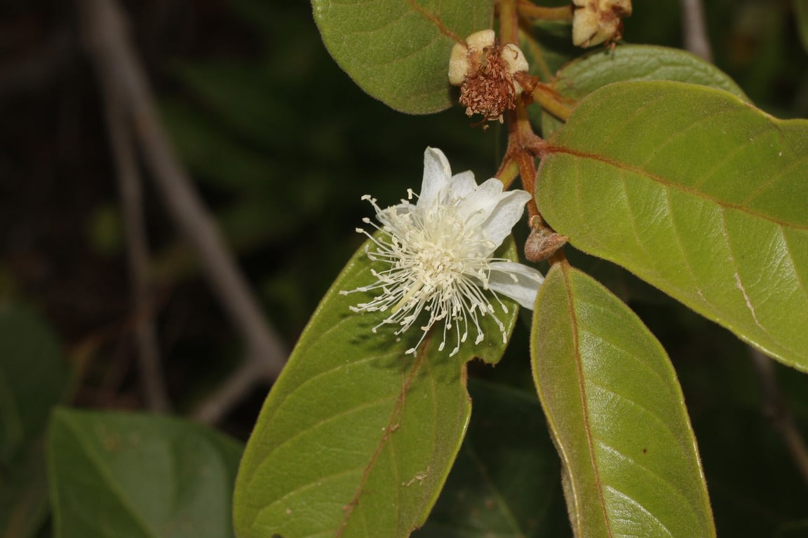Brazilian guava