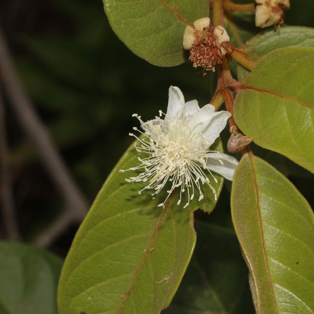 Psidium guineense — flower
