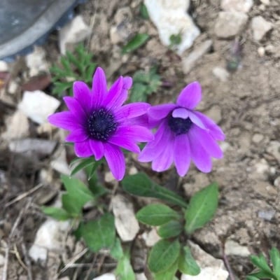 Anemone hortensis — flower