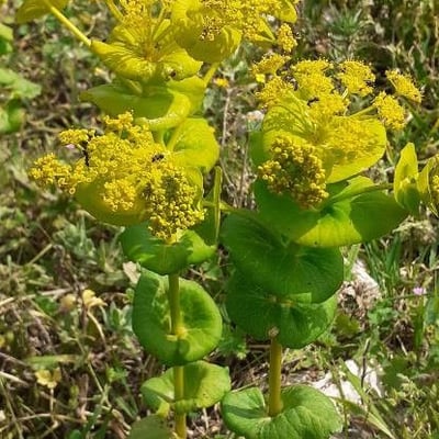 Smyrnium perfoliatum — flower