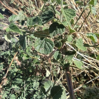 Mesosphaerum pectinatum — leaf