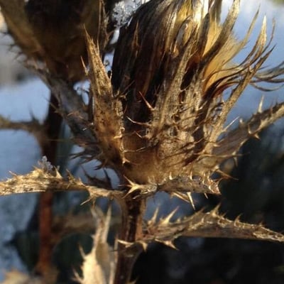 Scolymus hispanicus — flower
