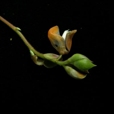 Codariocalyx motorius — habit
