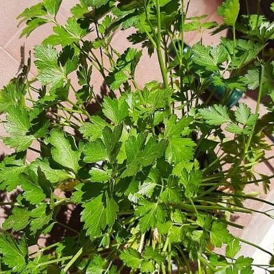 Petroselinum crispum — flower