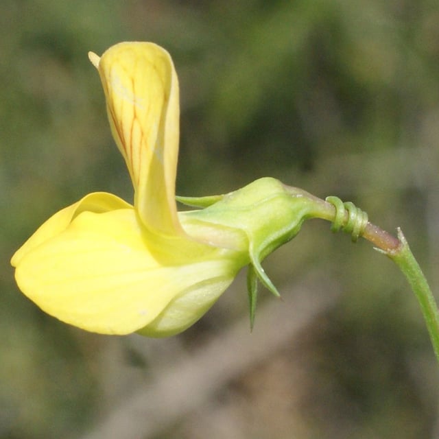 Lathyrus annuus — flower