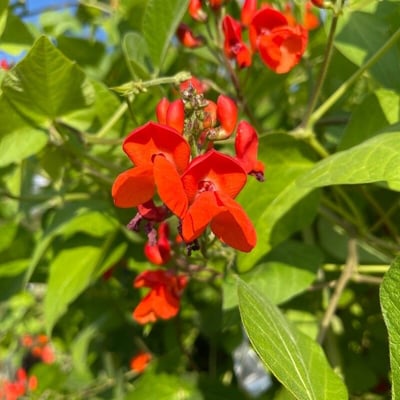 Phaseolus coccineus — flower