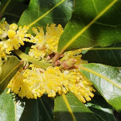 Laurus azorica — flower