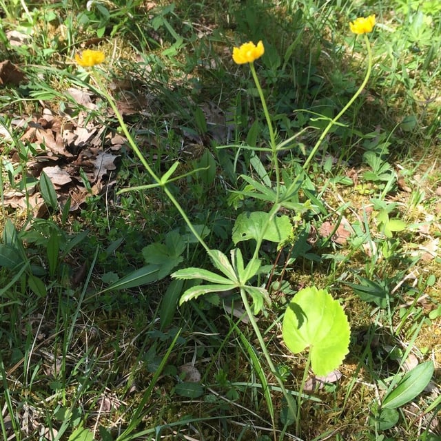Ranunculus cassubicus — flower