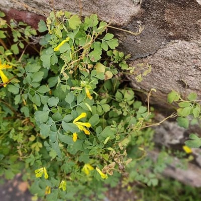 Pseudofumaria lutea — flower