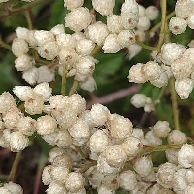 Pseudognaphalium californicum — flower