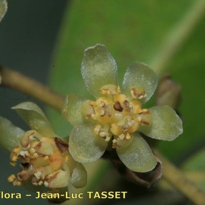 Umbellularia californica — flower