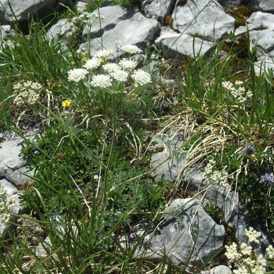 Athamanta cretensis — flower