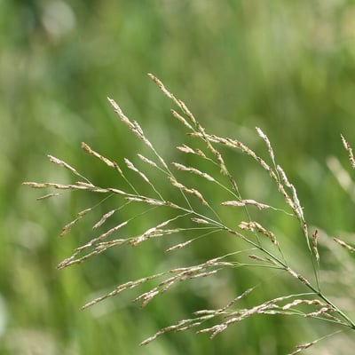 Glyceria maxima — flower