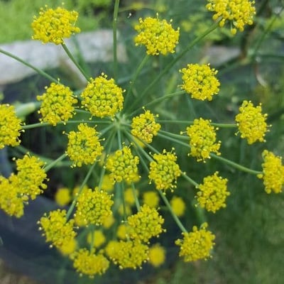 Anethum graveolens — flower