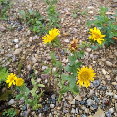 Grindelia squarrosa — flower