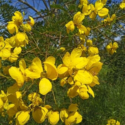 Senna multijuga — flower