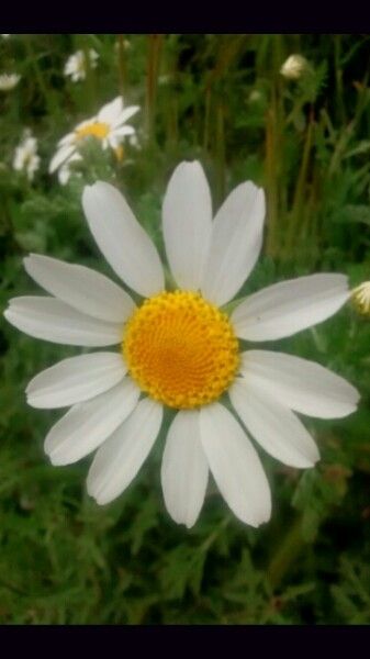 Foetid chamomile