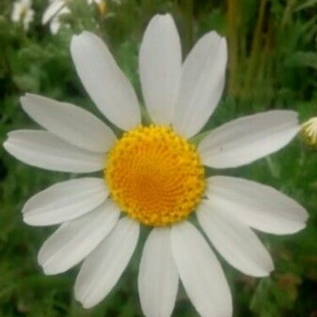 Anthemis cotula — flower