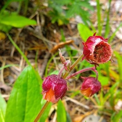 Geum rivale — flower
