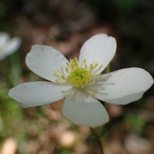 Ranunculus platanifolius — flower