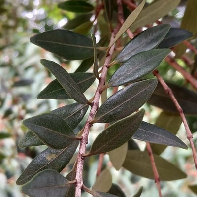 Metrosideros robusta — leaf