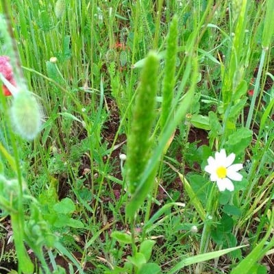 Hordeum pusillum — flower