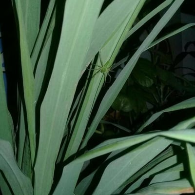 Cymbopogon nardus — leaf