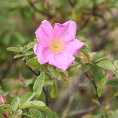 Rosa mollis — flower