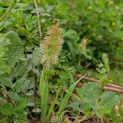 Lamarckia aurea — flower