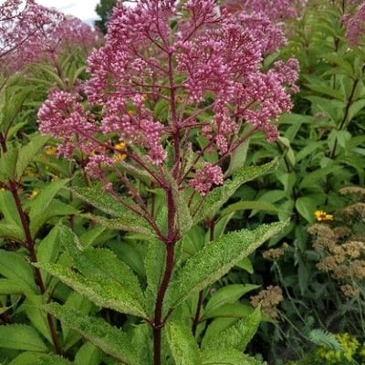 Eutrochium maculatum — flower