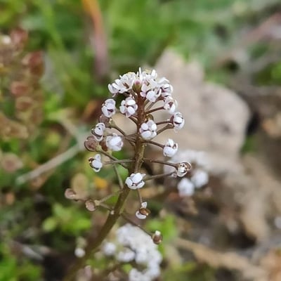 Hornungia procumbens — flower