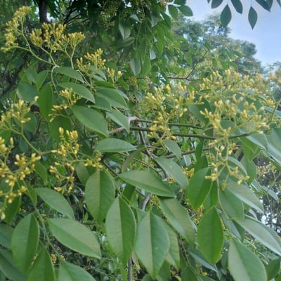 Dalbergia frutescens — leaf