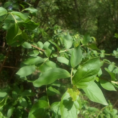 Feretia apodanthera — leaf