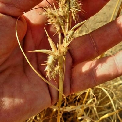 Cymbopogon schoenanthus — flower