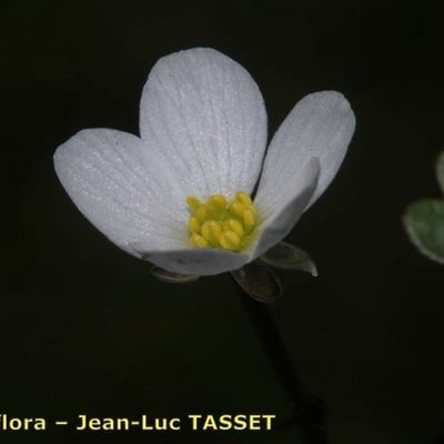 Ranunculus ololeucos — flower