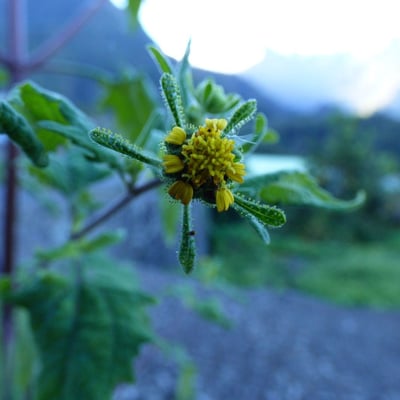 Sigesbeckia orientalis — flower