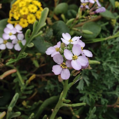 Cakile edentula — flower